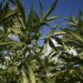 Pai e filha obtêm autorização para plantar maconha com fins medicinais