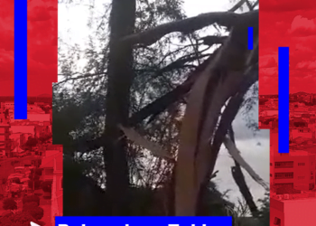 Em Tabira, raio destrói árvore e mata animal de estimação; veja vídeo