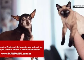 Projeto de lei propõe que animais de estimação tenham direito a pensão alimentícia