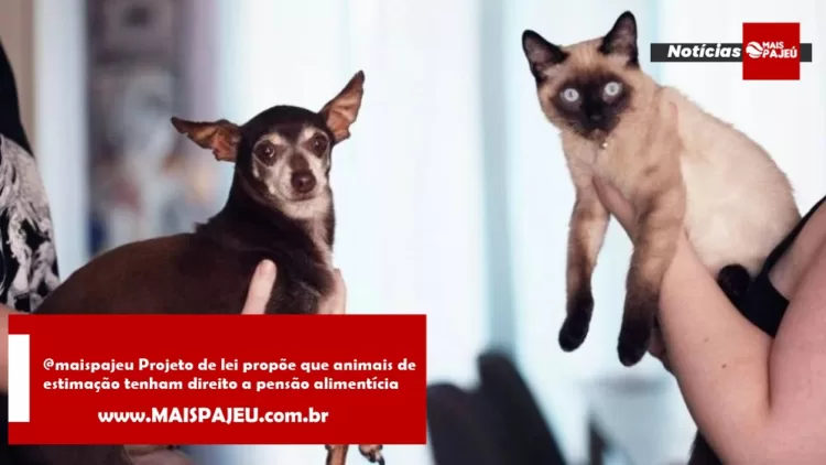 Projeto de lei propõe que animais de estimação tenham direito a pensão alimentícia