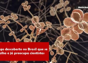 Fungo descoberto no Brasil que se espalha e já preocupa cientistas