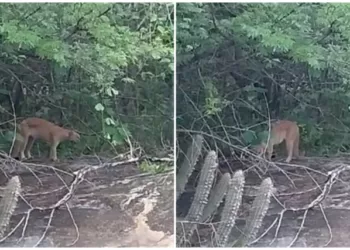 Onça-parda é vista na zona rural de cidade da região de Patos-PB
