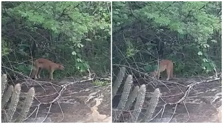 Onça-parda é vista na zona rural de cidade da região de Patos-PB