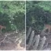 Onça-parda é vista na zona rural de cidade da região de Patos-PB