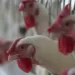 OMS confirma primeira morte por gripe aviária H3N8 no mundo