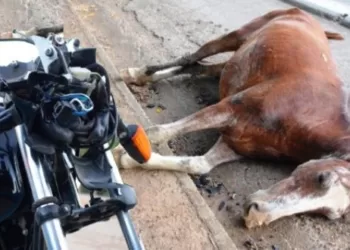 Motociclista de 15 anos fica ferido após colidir com um cavalo em Serra Talhada