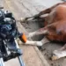 Motociclista de 15 anos fica ferido após colidir com um cavalo em Serra Talhada