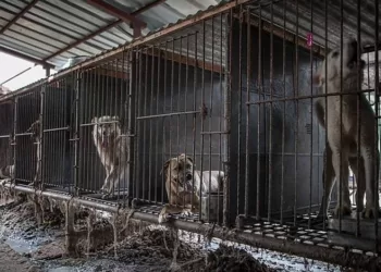 Prefeitura de cidade baiana publica decreto que autoriza o “abate” de animais em situação de rua