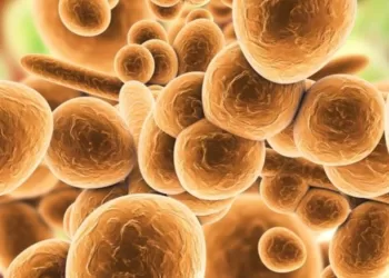 O que é ‘Candida auris’, o superfungo letal que já infectou três pessoas em Pernambuco