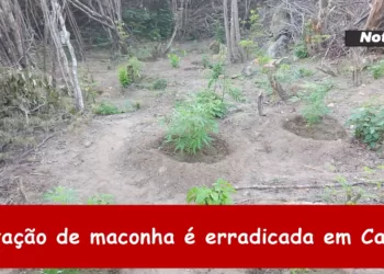 Plantação de maconha é erradicada em Carnaíba