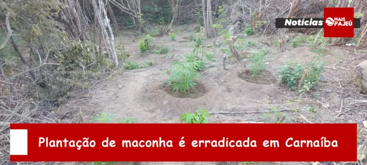 Plantação de maconha é erradicada em Carnaíba
