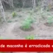 Plantação de maconha é erradicada em Carnaíba