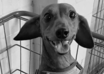 Cão é achado morto após ser jogado de prédio na Zona Oeste do Recife; Polícia investiga