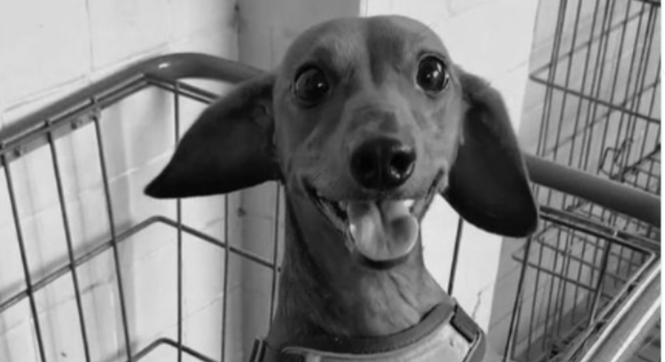 Cão é achado morto após ser jogado de prédio na Zona Oeste do Recife; Polícia investiga