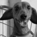 Cão é achado morto após ser jogado de prédio na Zona Oeste do Recife; Polícia investiga