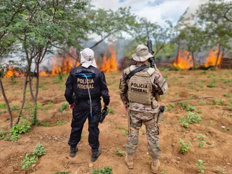 Polícia Federal destrói 214 mil pés de maconha no Sertão de Pernambuco