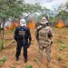 Polícia Federal destrói 214 mil pés de maconha no Sertão de Pernambuco