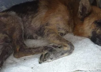 Cachorro é enterrado vivo e equipe de resgate ‘corre contra o tempo’ para salvar animal
