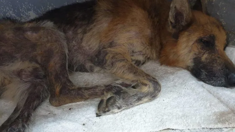 Cachorro é enterrado vivo e equipe de resgate ‘corre contra o tempo’ para salvar animal