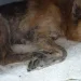 Cachorro é enterrado vivo e equipe de resgate ‘corre contra o tempo’ para salvar animal