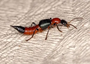 Potó: saiba mitos e verdades sobre o inseto que causa queimaduras de até 2º grau