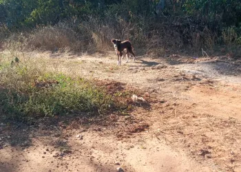 Crueldade: Cachorro é encontrado amarrado dentro de saco plástico e jogado na zona rural de Afogados da Ingazeira