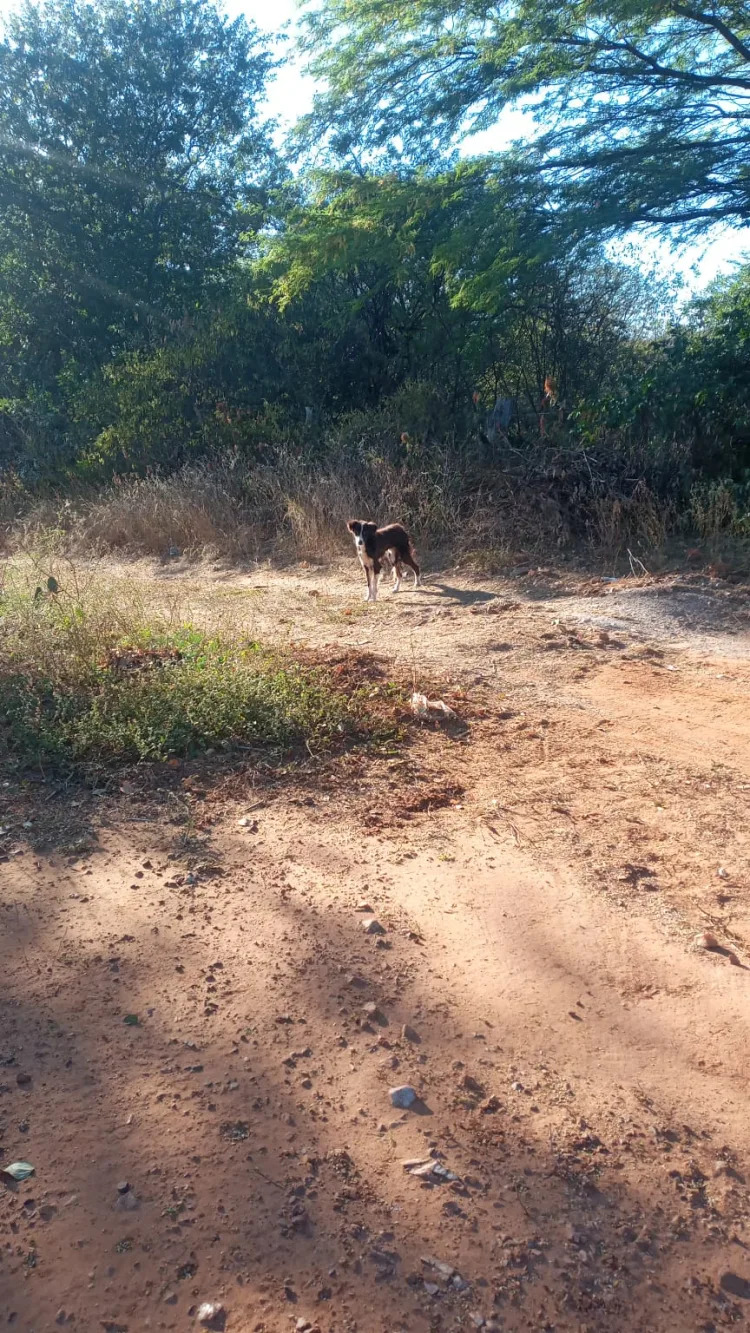 Crueldade: Cachorro é encontrado amarrado dentro de saco plástico e jogado na zona rural de Afogados da Ingazeira