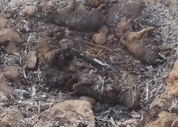 Em Tabira, filhotes de cachorro morrem carbonizados no Povoado de Araras