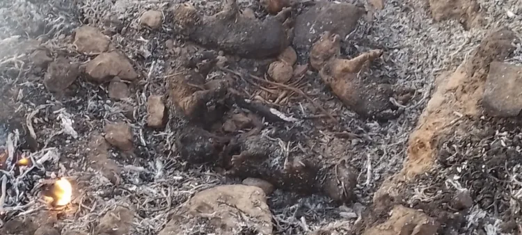 Em Tabira, filhotes de cachorro morrem carbonizados no Povoado de Araras