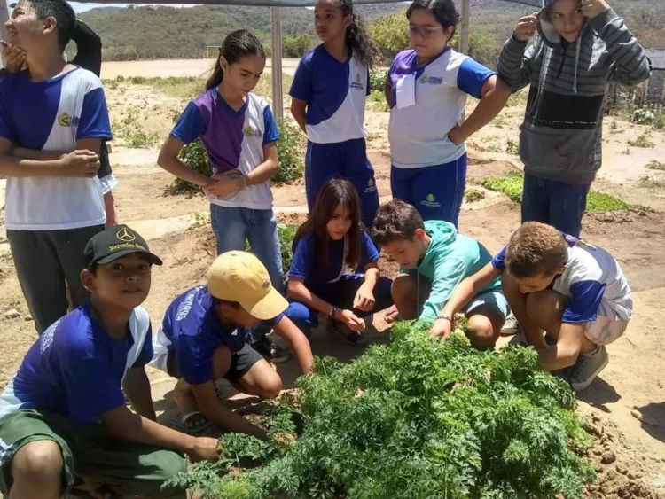 Prefeitura de Afogados desenvolve projeto-piloto hortas escolares