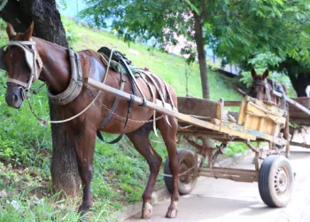 Comissão aprova criminalização do uso de veículos movidos a tração animal