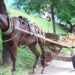 Comissão aprova criminalização do uso de veículos movidos a tração animal