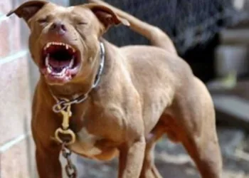 Mulher leva 12 pontos no braço após ser atacada por pitbull em Tabira