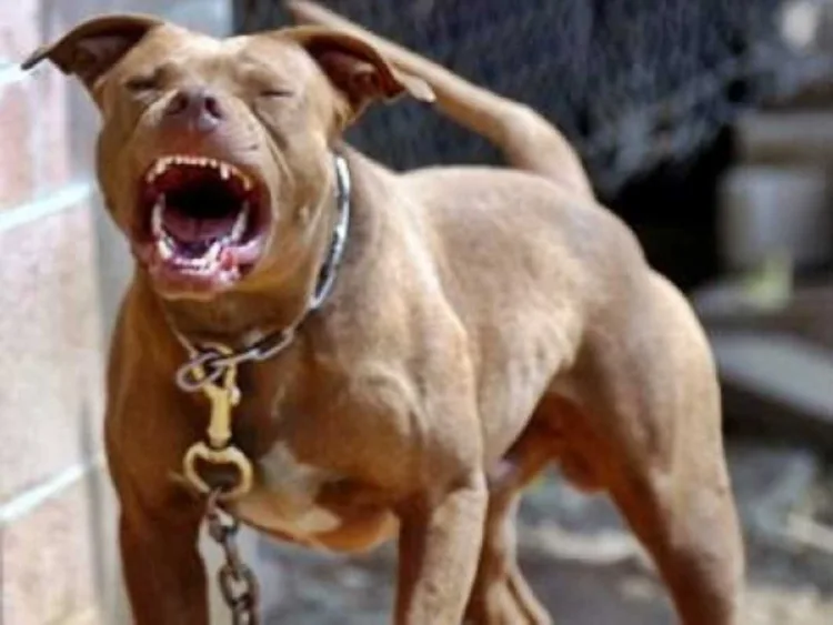 Mulher foi atacada por cão da raça Pitbull em Tabira-PE e teve que ser socorrida ao hospital