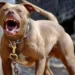 Mulher leva 12 pontos no braço após ser atacada por pitbull em Tabira