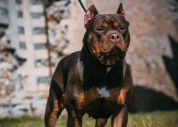 País bane raça famosa e mais de 240 cães podem ser sacrificados