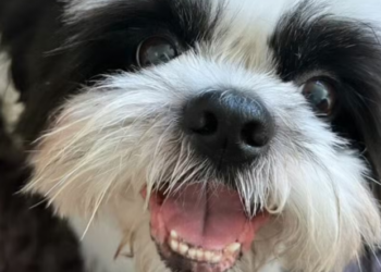 Durante queima de fogos, cachorro morre ao pular do 8º andar