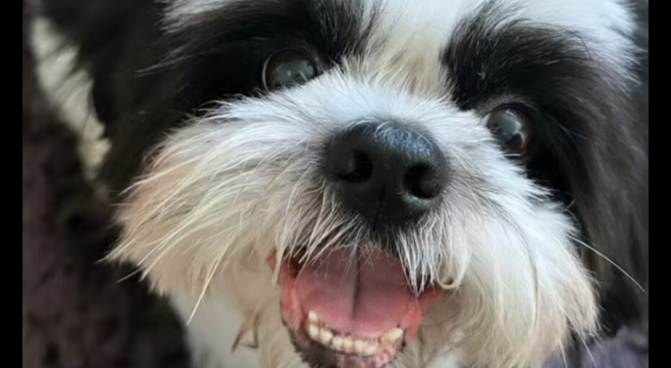 Durante queima de fogos, cachorro morre ao pular do 8º andar