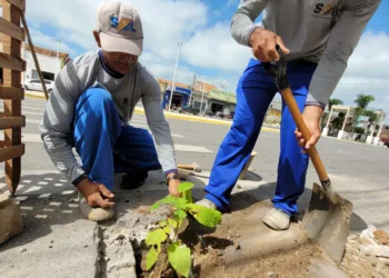 Prefeitura de Brejinho realiza arborização na Rua João Nunes, no Centro da cidade