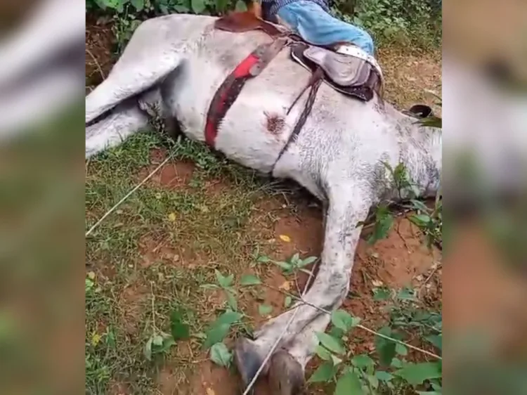 Homem e jumento morrem eletrocutados após animal pisar em fio que estava no chão