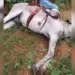 Homem e jumento morrem eletrocutados após animal pisar em fio que estava no chão