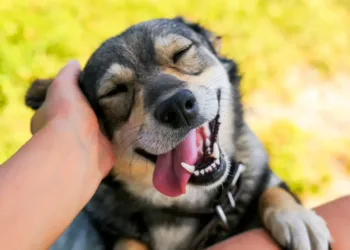 Novo Código Civil deve reconhecer que animais são seres com sentimentos e direitos