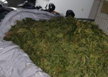 PM apreende 800kg de maconha no Sertão de Pernambuco