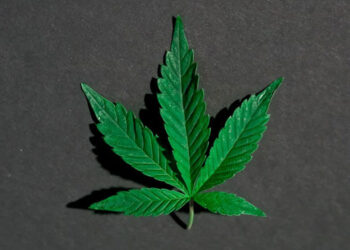 STF decide descriminalizar porte de maconha para uso pessoal