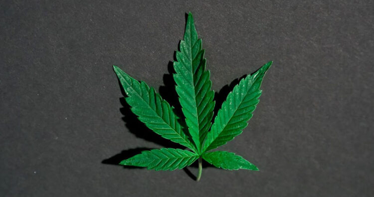 STF decide descriminalizar porte de maconha para uso pessoal
