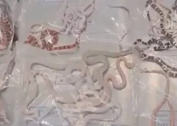 Homem é preso com mais de 100 cobras vivas dentro da própria calça