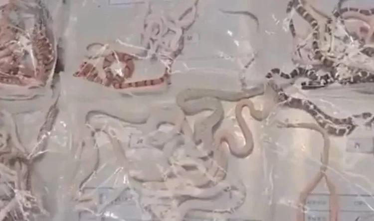 Homem é preso com mais de 100 cobras vivas dentro da própria calça