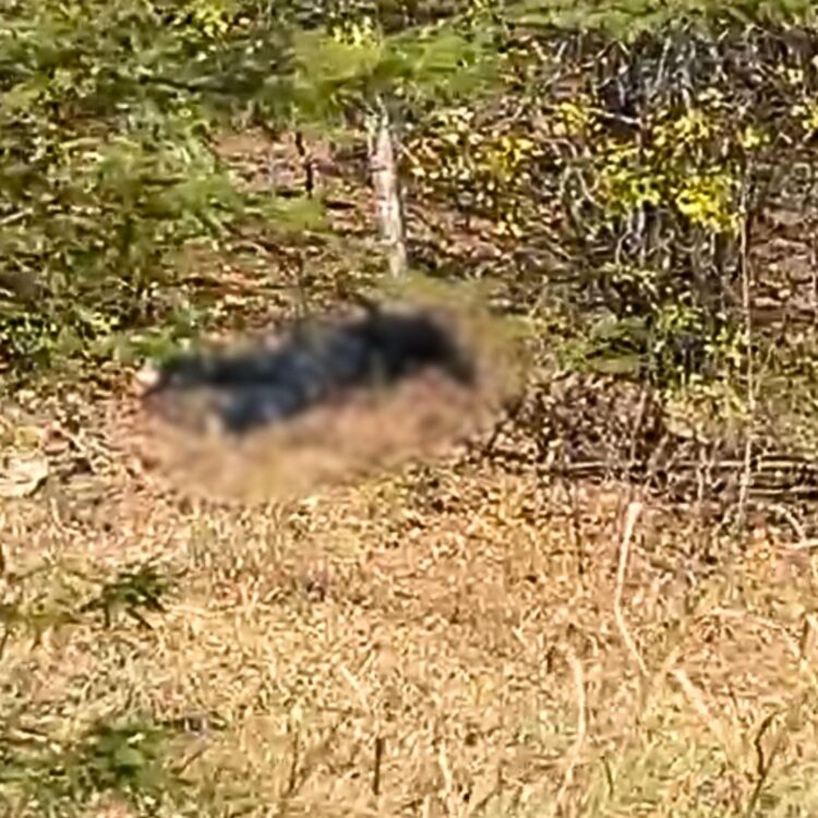 Agricultor de 43 anos encontrado com perfurações de bala em Serra Talhada