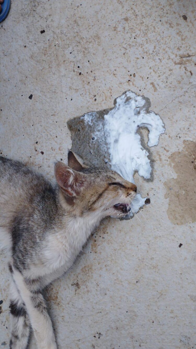 Crueldade Sem Fim: Dia Trágico para o animais de Afogados da Ingazeira