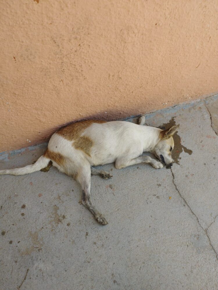 Crueldade: cadela prenha é envenenada em Afogados da Ingazeira